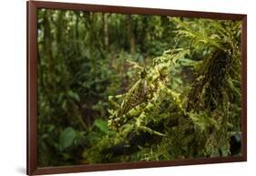 Bush cricket, Manu Biosphere Reserve, Peru-Nick Garbutt-Framed Photographic Print