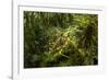 Bush cricket, Manu Biosphere Reserve, Peru-Nick Garbutt-Framed Photographic Print