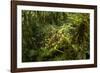 Bush cricket, Manu Biosphere Reserve, Peru-Nick Garbutt-Framed Photographic Print