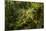 Bush cricket, Manu Biosphere Reserve, Peru-Nick Garbutt-Mounted Photographic Print