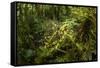 Bush cricket, Manu Biosphere Reserve, Peru-Nick Garbutt-Framed Stretched Canvas