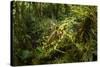 Bush cricket, Manu Biosphere Reserve, Peru-Nick Garbutt-Stretched Canvas