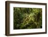 Bush cricket, Manu Biosphere Reserve, Peru-Nick Garbutt-Framed Photographic Print