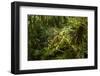 Bush cricket, Manu Biosphere Reserve, Peru-Nick Garbutt-Framed Photographic Print