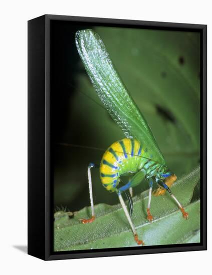 Bush Cricket Threat Display-Dr. George Beccaloni-Framed Stretched Canvas