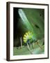 Bush Cricket Threat Display-Dr. George Beccaloni-Framed Photographic Print