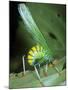 Bush Cricket Threat Display-Dr. George Beccaloni-Mounted Photographic Print