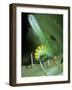 Bush Cricket Threat Display-Dr. George Beccaloni-Framed Photographic Print