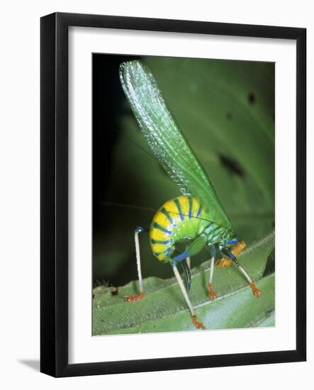 Bush Cricket Threat Display-Dr. George Beccaloni-Framed Photographic Print