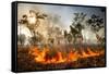 Bush fire triggered by lightning storm, Western Australia-Paul Williams-Framed Stretched Canvas