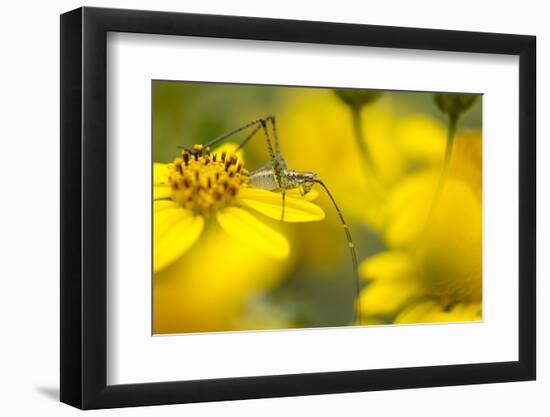 Bush Katydid on San Diego Sunflower, Los Angeles, California-Rob Sheppard-Framed Photographic Print