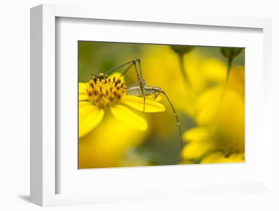 Bush Katydid on San Diego Sunflower, Los Angeles, California-Rob Sheppard-Framed Photographic Print