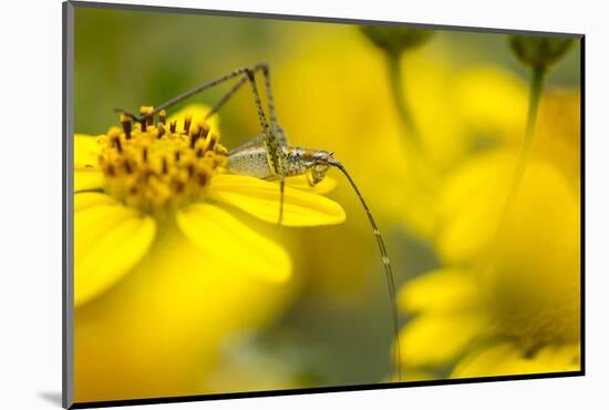 Bush Katydid on San Diego Sunflower, Los Angeles, California-Rob Sheppard-Mounted Photographic Print