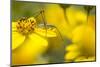 Bush Katydid on San Diego Sunflower, Los Angeles, California-Rob Sheppard-Mounted Photographic Print