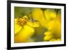 Bush Katydid on San Diego Sunflower, Los Angeles, California-Rob Sheppard-Framed Photographic Print