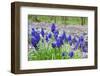 Bush of Blue Muscari Flowers-pavel klimenko-Framed Photographic Print