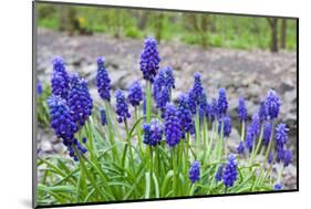 Bush of Blue Muscari Flowers-pavel klimenko-Mounted Photographic Print