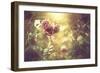 Bush Roses-Alexey Rumyantsev-Framed Photographic Print