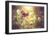 Bush Roses-Alexey Rumyantsev-Framed Photographic Print