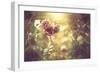 Bush Roses-Alexey Rumyantsev-Framed Photographic Print