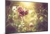 Bush Roses-Alexey Rumyantsev-Mounted Photographic Print