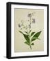 Bush Thunbergia, c.1800-1840-null-Framed Giclee Print