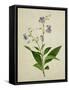 Bush Thunbergia, c.1800-1840-null-Framed Stretched Canvas