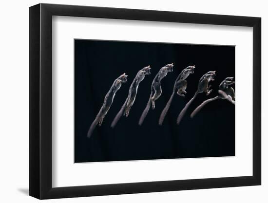 Bushbaby Jumping Sequence Image-John Downer-Framed Premium Photographic Print