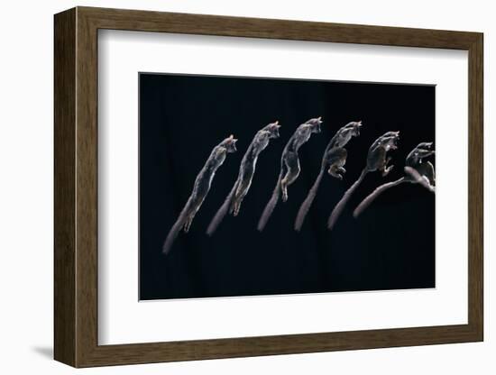 Bushbaby Jumping Sequence Image-John Downer-Framed Photographic Print