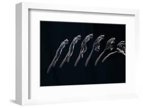 Bushbaby Jumping Sequence Image-John Downer-Framed Photographic Print