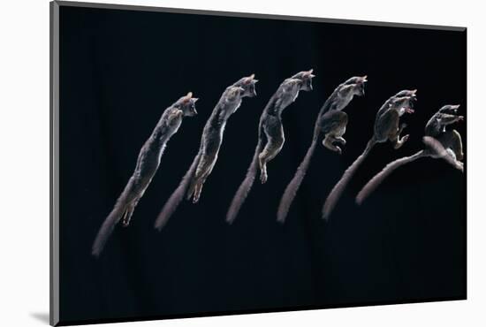 Bushbaby Jumping Sequence Image-John Downer-Mounted Photographic Print