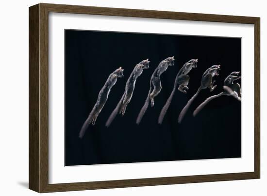 Bushbaby Jumping Sequence Image-John Downer-Framed Photographic Print