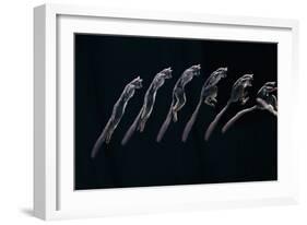 Bushbaby Jumping Sequence Image-John Downer-Framed Photographic Print