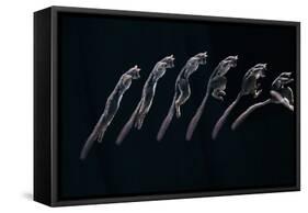 Bushbaby Jumping Sequence Image-John Downer-Framed Stretched Canvas