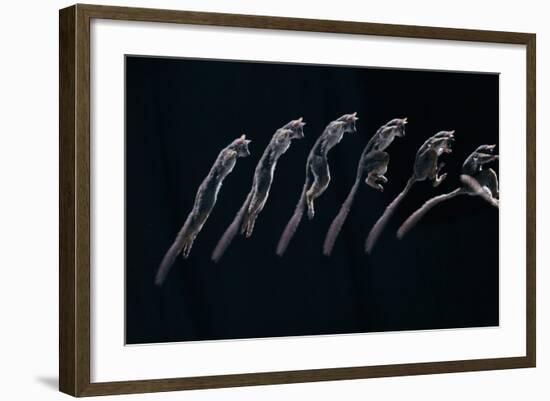 Bushbaby Jumping Sequence Image-John Downer-Framed Photographic Print