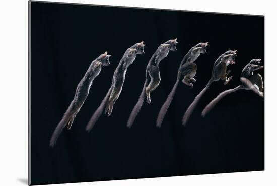 Bushbaby Jumping Sequence Image-John Downer-Mounted Photographic Print