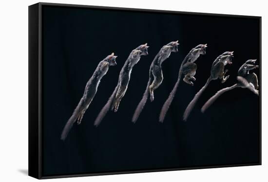 Bushbaby Jumping Sequence Image-John Downer-Framed Stretched Canvas