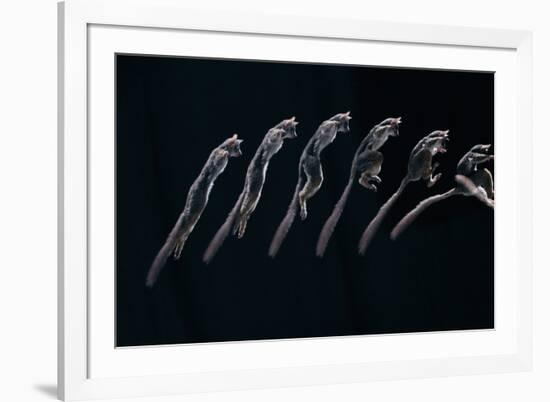 Bushbaby Jumping Sequence Image-John Downer-Framed Photographic Print