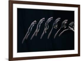 Bushbaby Jumping Sequence Image-John Downer-Framed Photographic Print