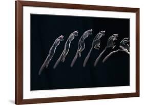 Bushbaby Jumping Sequence Image-John Downer-Framed Photographic Print