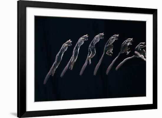 Bushbaby Jumping Sequence Image-John Downer-Framed Photographic Print
