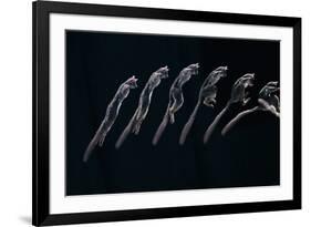 Bushbaby Jumping Sequence Image-John Downer-Framed Photographic Print