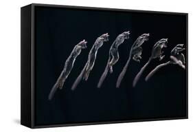 Bushbaby Jumping Sequence Image-John Downer-Framed Stretched Canvas