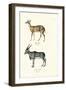 Bushbuck, 1824-Karl Joseph Brodtmann-Framed Giclee Print