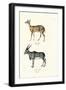 Bushbuck, 1824-Karl Joseph Brodtmann-Framed Giclee Print