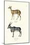 Bushbuck, 1824-Karl Joseph Brodtmann-Mounted Giclee Print