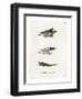 Bushbuck Horns-null-Framed Giclee Print