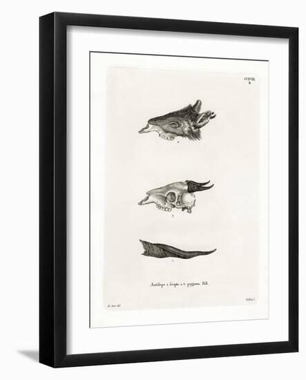 Bushbuck Horns-null-Framed Giclee Print