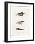 Bushbuck Horns-null-Framed Giclee Print
