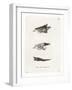 Bushbuck Horns-null-Framed Giclee Print